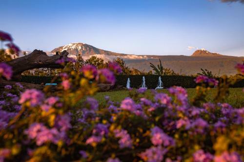 The Kilimanjaro Luxury Tented Camp