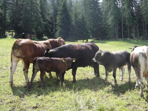 Agroturismo Binterhof Alpin Deluxe App