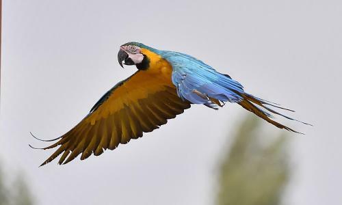 Parrot World - Les Lodges
