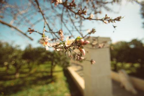 Bed & Breakfast Masseria Gagliardi