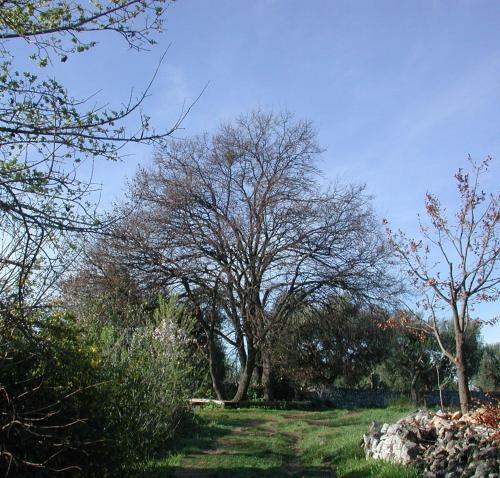 Bed & Breakfast Masseria Dei Monelli