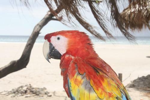 Four Monkeys House -cabo Matapalo Surf