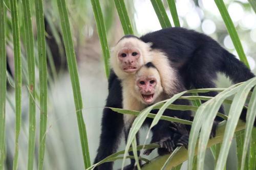 Four Monkeys House -cabo Matapalo Surf