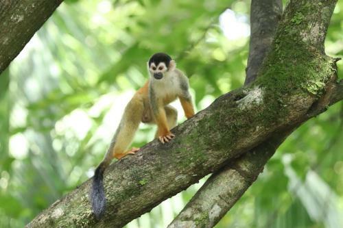 Four Monkeys House -cabo Matapalo Surf