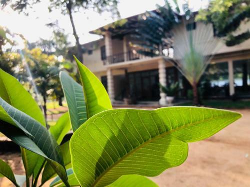Hotel Saman Resort Yala Wild