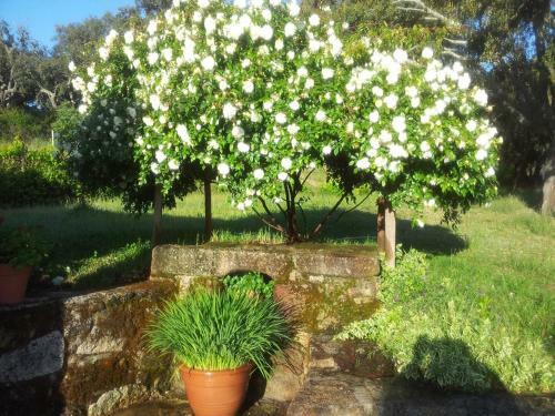 Hostal Quinta Do Ervedal- Castelo Novo