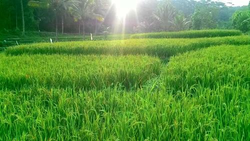 Arya Paspan Camp