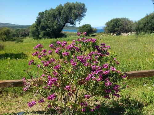 Apartamento Porto Pollo Wind & Love