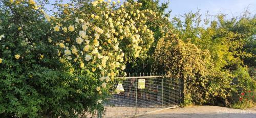 Portakal Bah�esinde Huzurlu K���k Ev