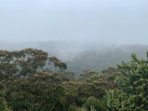 Mountains Escape / Wentworth Falls