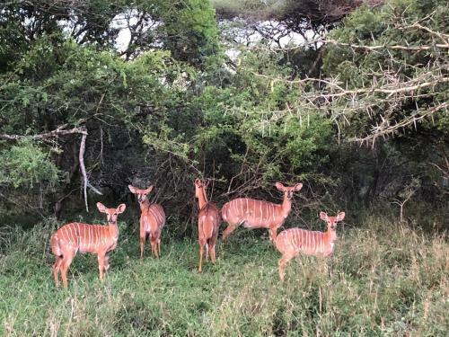 Bed & Breakfast Msunduze River Lodge
