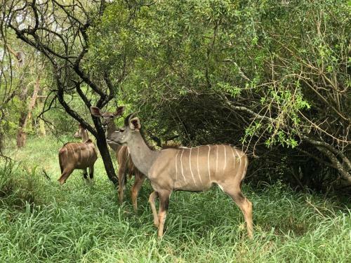 Bed & Breakfast Msunduze River Lodge