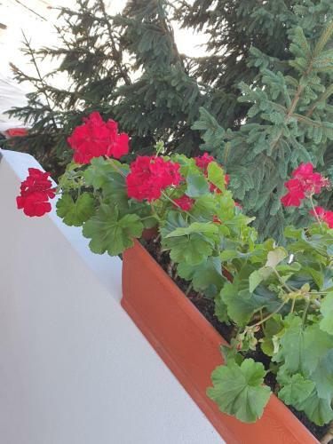 Hostal Vila Axelandra