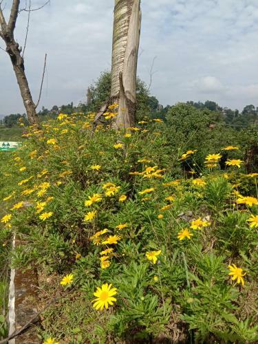 Hostal Bhanjayang Resort