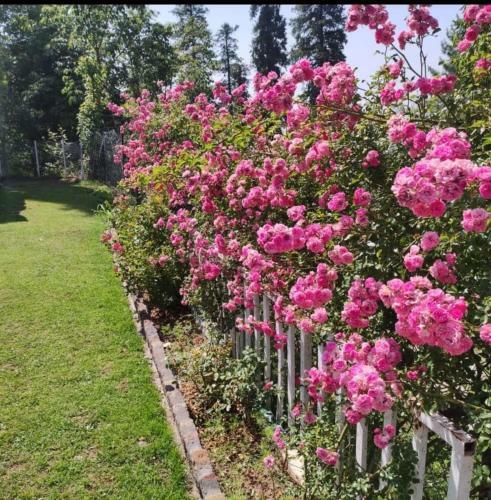 Hotel The Pyramid Resort, Murree