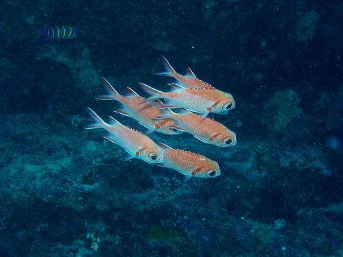 Nika Island Resort & Spa, Maldives
