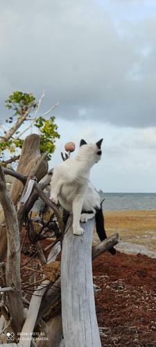 Hostal Animal Paradise