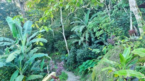 Bed & Breakfast Caba�as Minca Sintropia