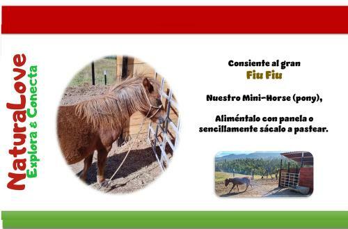 Naturalove Glamping Mongui