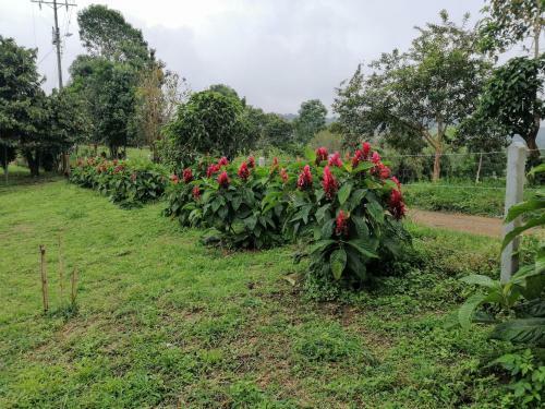 Finca La Colonia