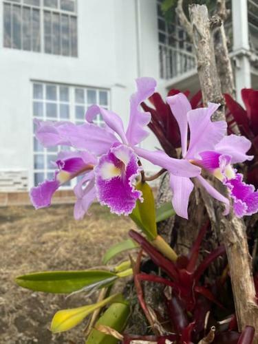 Apartamento Bird Paradise