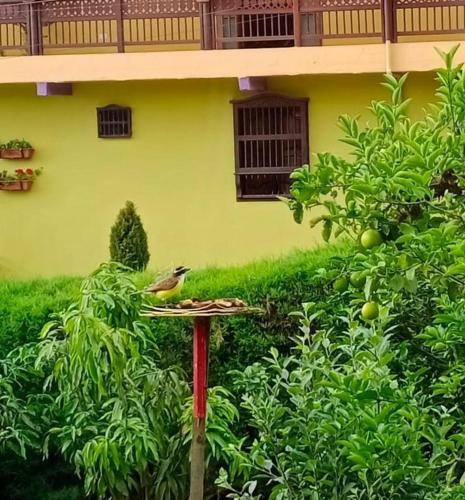 Bird House - Apartament