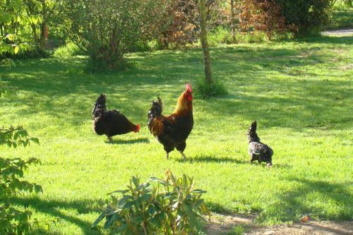 Bed & Breakfast G�te De La Cour