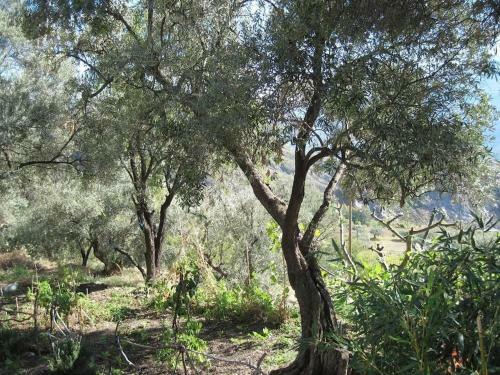 Charming, Tranquil Rustic Cortigo