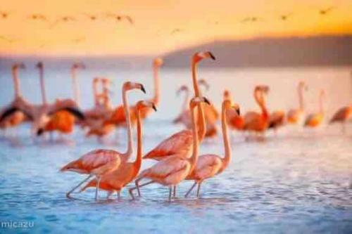 Flamingo Apart