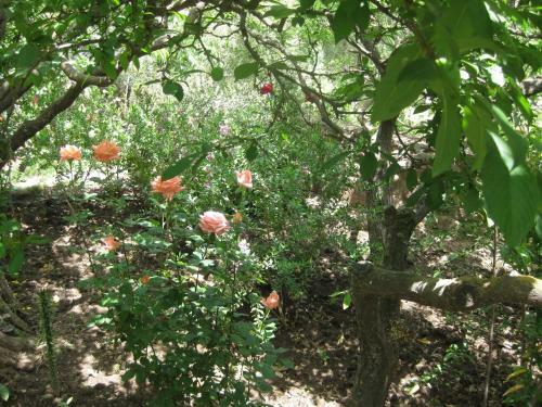 Bed & Breakfast Chez Larbi Ourika