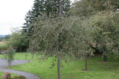 The Magnolias B&B