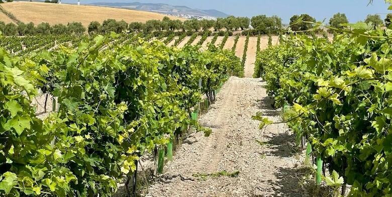 Hotel Bodegas Campestral