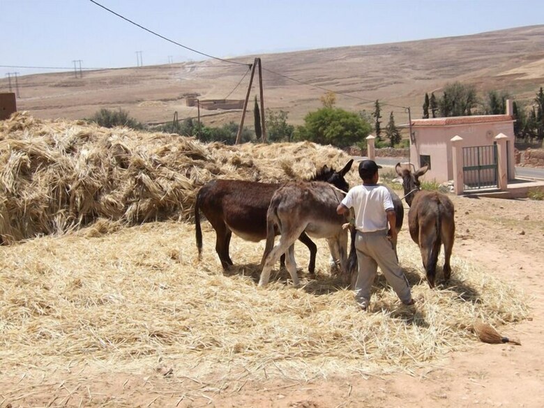 Riad Dar Zitoune - Guest House
