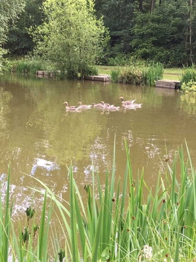 Hollicarrs Sunflower Lodge