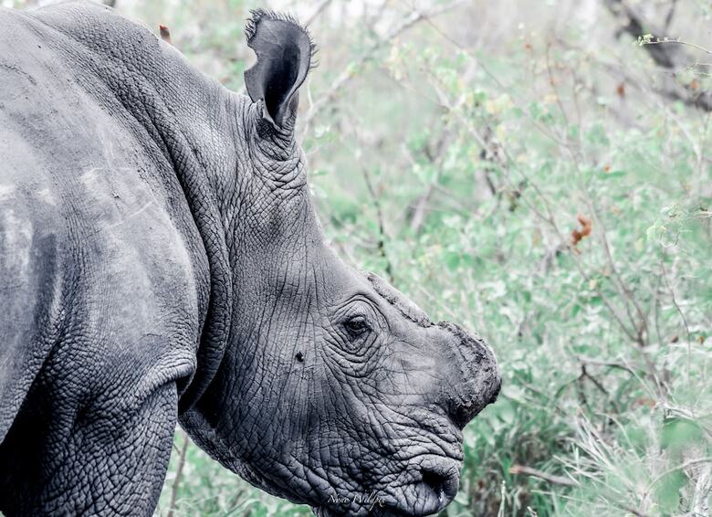 Milima Big 5 Safari Lodge