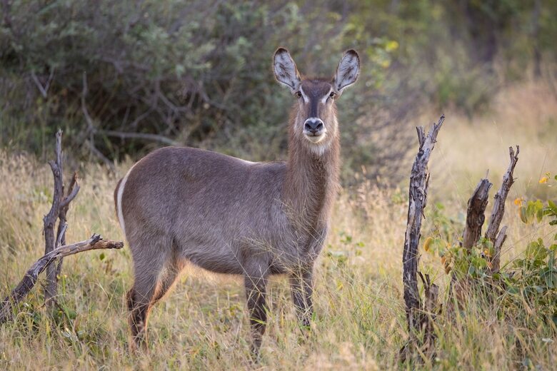 Milima Big 5 Safari Lodge