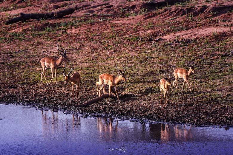 Milima Big 5 Safari Lodge