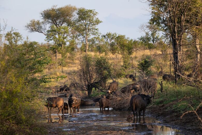 Milima Big 5 Safari Lodge