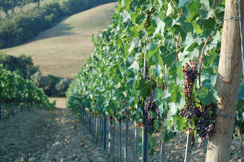 Agroturismo Fattoria Voltrona