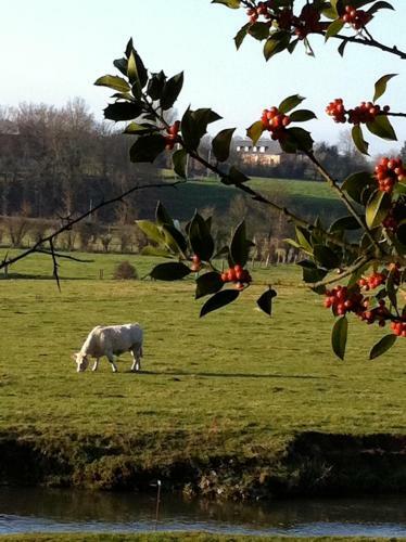 Bed & Breakfast Chateau Du Mesnil