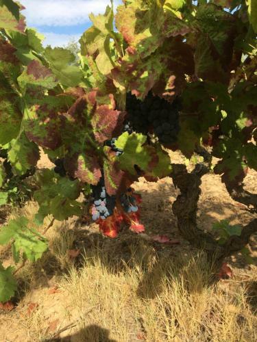 Hotel Clos Des Vignes Pampelonne Vineyard