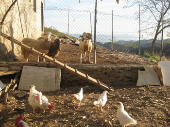 Agroturismo Reul Alto Cortijos Rurales