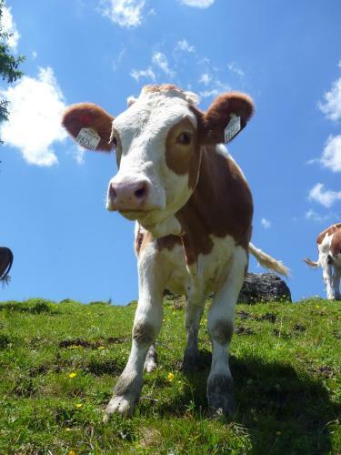 Agroturismo Biohof Maurachgut