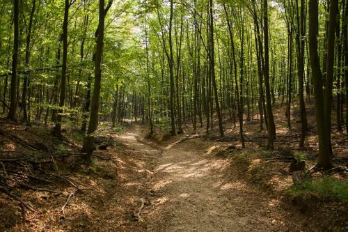 Szent Orb�n Erdei Wellness Hotel
