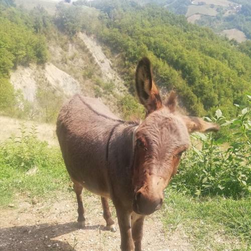 B&B Le Ginestre