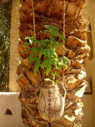 Shali Lodge Siwa