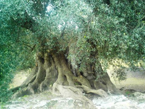 Hostal Villetta Salento