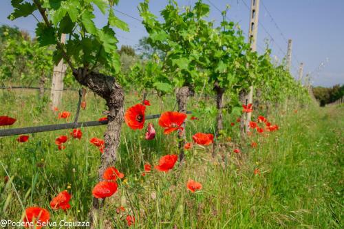 Agroturismo Borgo San Donino