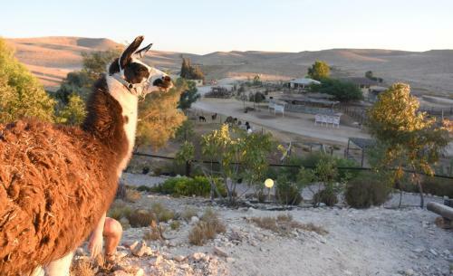 Agroturismo Alpaca Farm