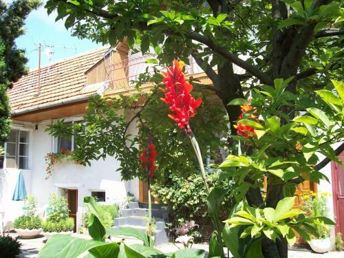 Hostal Pensiunea Magnolia